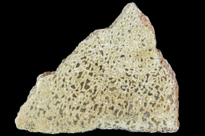 Polished Dinosaur Bone (Gembone) Section - Morocco #107132